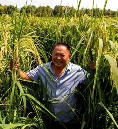 潇湘神·竹蕊杂交稻